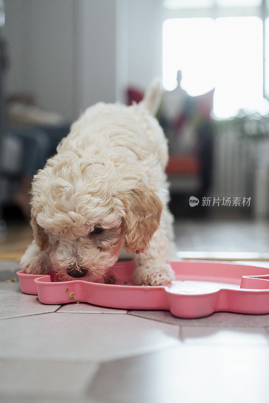 可爱的Lagotto Romagnolo小狗吃